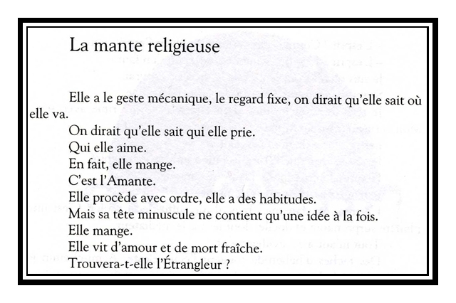 mante religieuse.jpg